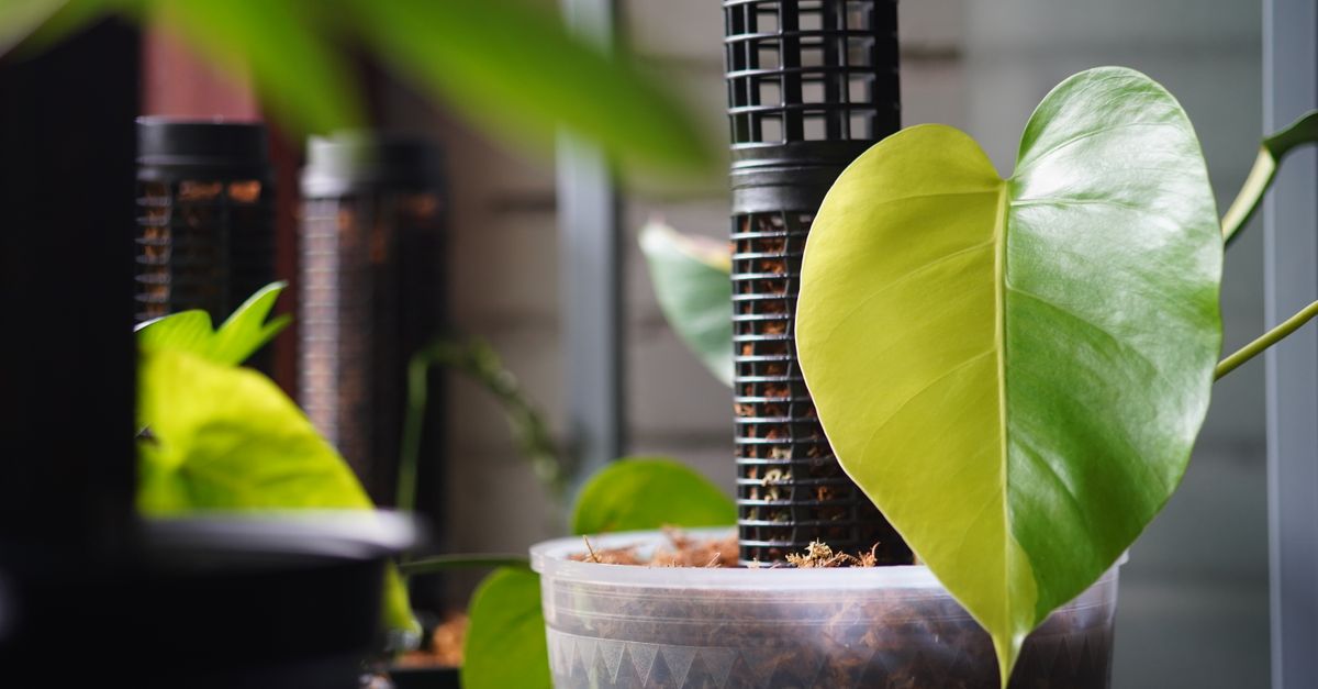 Close-up of a vibrant Monstera leaf in a pot indoors in Đồng Nai, Vietnam, emphasizing lush greenery.